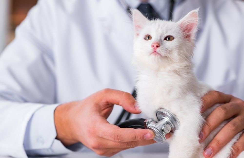 02%E6%98%9F%E5%AF%B5%E6%8E%A7%E8%82%A1%E6%94%9C%E6%89%8B%E8%8F%AF%E5%8D%97%E9%87%91%E6%8E%A7%E6%8E%A8%E5%87%BA%E5%85%A8%E5%8F%B0%E9%A6%96%E6%B3%A2%E3%80%8C%E5%AF%B5%E7%89%A9%E4%BF%A1%E8%A8%97%E3%80%8D%E9%87%91%E8%9E%8D%E7%9B%A3%E7%AE%A1 1