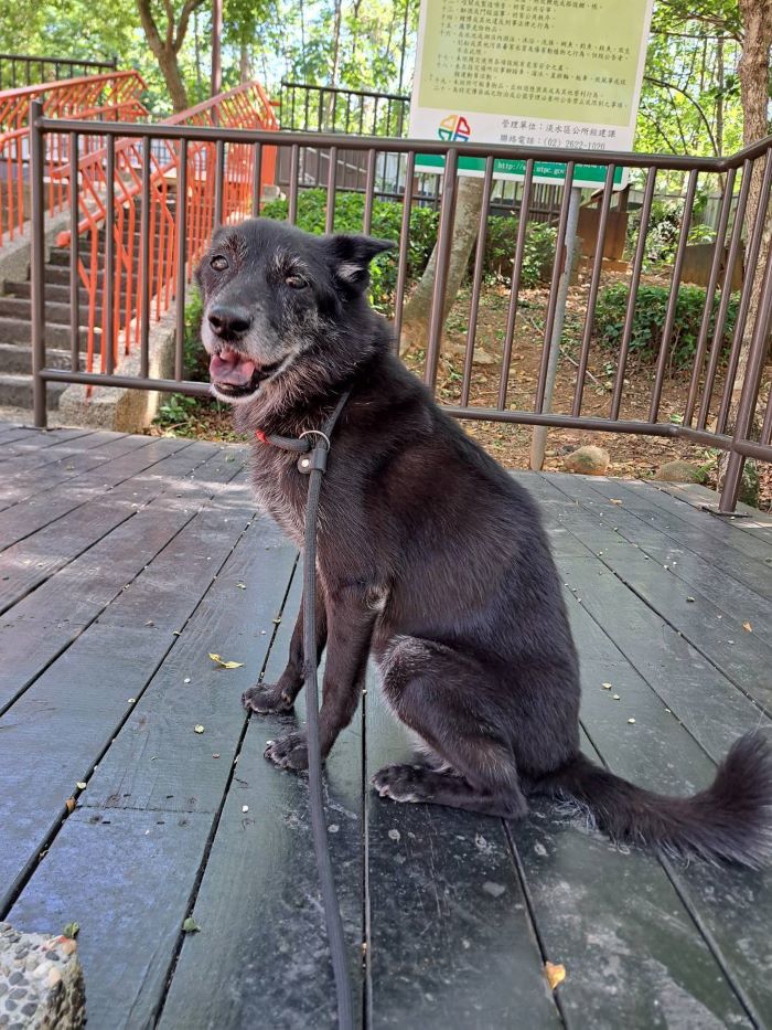 《圖說》大黑被成功認養,有了幸福下一站。〈動保處提供〉