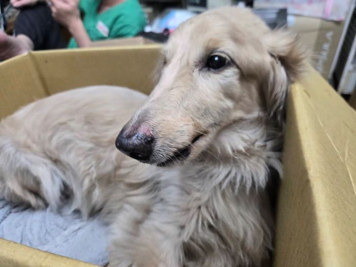 《圖說》臘腸犬經過治療後，情緒較為穩定。〈動保處提供〉
