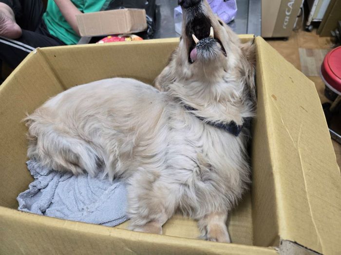 《圖說》臘腸犬因為疼痛而哀嚎。〈動保處提供〉