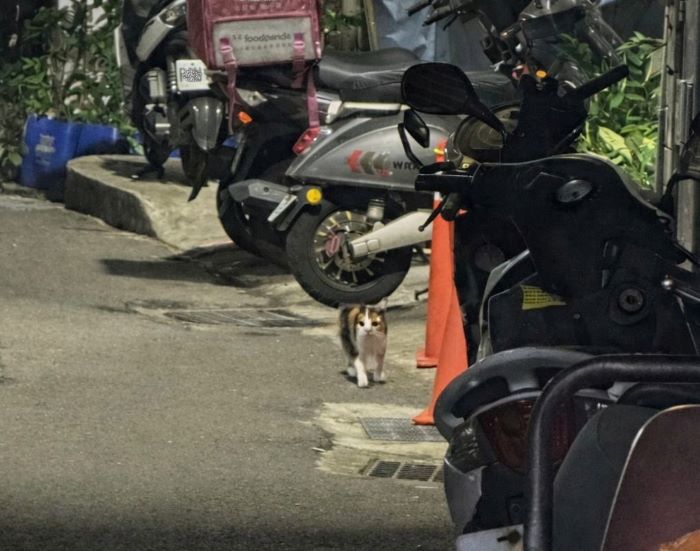 《圖說》成功救援的三花貓咪回眸一望，彷彿道別般，隨即消失在夜色之中。〈動保處提供〉