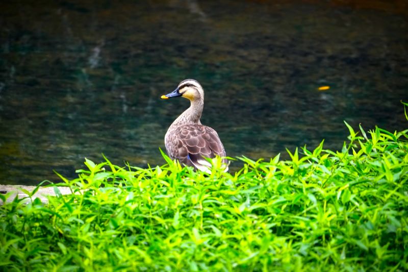《圖說》花嘴鴨岸邊駐足嬌姿。〈水利局提供〉