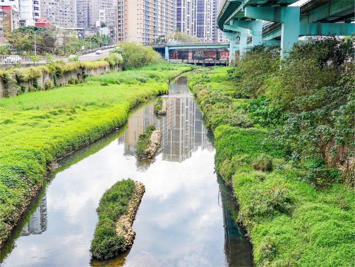 《圖說》湳仔溝水域生態蛻變。〈水利局提供〉
