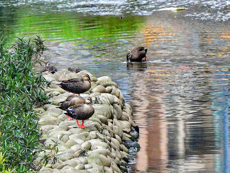 《圖說》去年3月花嘴鴨群罕見現蹤悠閒戲水覓食。〈水利局提供〉