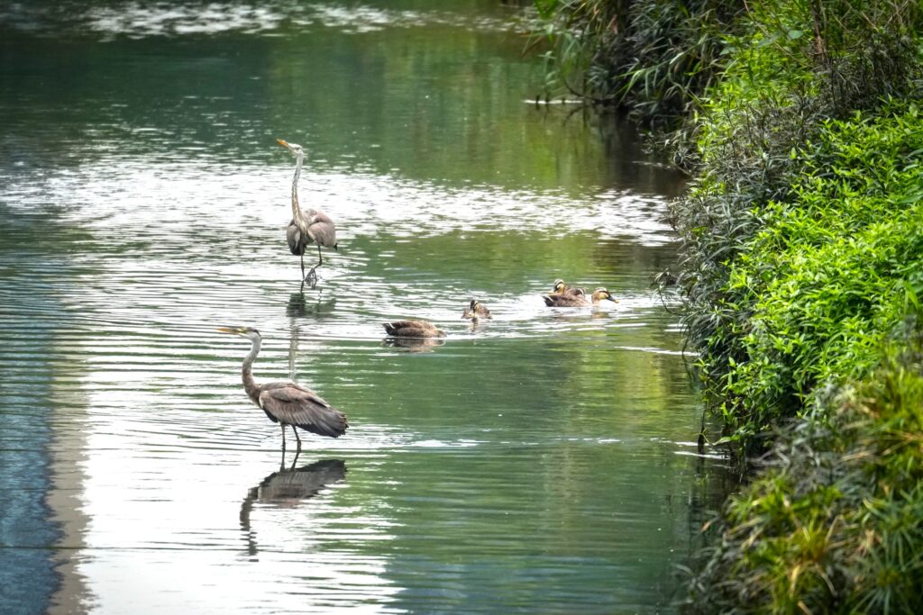 %E8%92%BC%E9%B7%BA%E8%80%90%E5%BF%83%E9%A7%90%E8%B6%B3%E9%9D%9C%E7%AD%89%E7%8D%B5%E7%89%A9%E8%88%87%E8%8A%B1%E5%98%B4%E9%B4%A8%E7%BE%A4%E6%82%A0%E9%96%92%E6%88%B2%E6%B0%B4%E8%A6%93%E9%A3%9F%E4%B9%8B%E5%92%8C%E8%AB%A7%E7%BE%8E%E6%99%AF