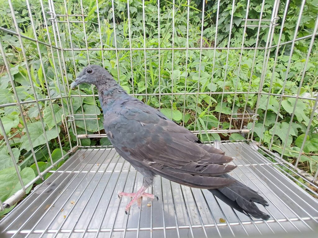 %E9%BB%91%E6%9E%97%E9%B4%BF%E6%81%A2%E5%BE%A9%E4%BB%A5%E5%BE%80%E6%B4%BB%E5%8A%9B%E9%87%8D%E8%BF%94%E5%A4%A9%E7%A9%BA