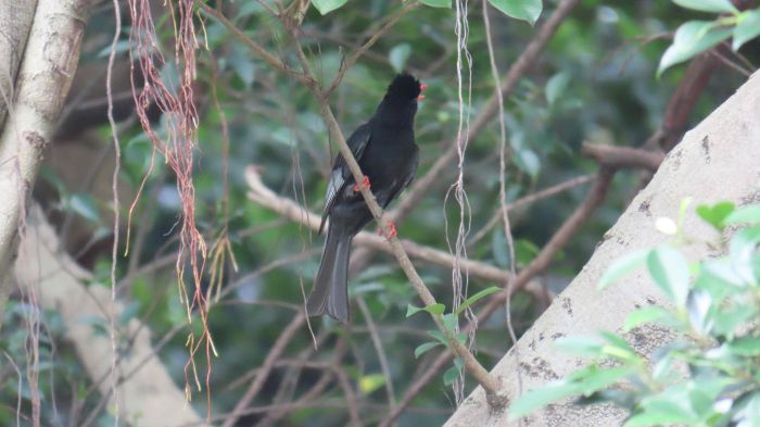 《圖說》新北市森林覆蓋率穩定維持在76 %綿延山林可提供野生動物休憩。〈農業局提供〉