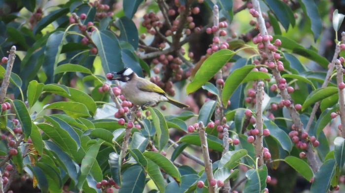 《圖說》森林不僅營造良好自然環境，同時也孕育出多樣原生樹種與野生動物棲地。〈農業局提供〉