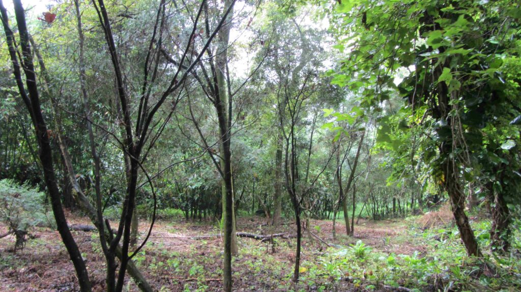 115%E5%B9%B4%E5%BA%A6%E7%94%B3%E8%AB%8B%E7%8D%8E%E5%8B%B5%E9%80%A0%E6%9E%97%E8%87%B34%E6%9C%8830%E6%97%A5%E6%AD%A2%EF%BC%8C%E5%8F%AF%E5%90%91%E5%9C%9F%E5%9C%B0%E6%89%80%E5%9C%A8%E5%9C%B0%E4%B9%8B%E5%8D%80%E5%85%AC%E6%89%80%E7%94%B3%E8%AB%8B%EF%BC%8C%E5%9C%96%E7%82%BA%E8%90%AC%E9%87%8C%E5%8D%80%E9%80%A0%E6%9E%97%E6%83%85%E5%BD%A2