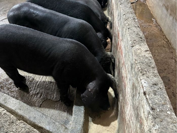 《圖說》黑豬轉用飼料餵養情形。〈農業局提供〉