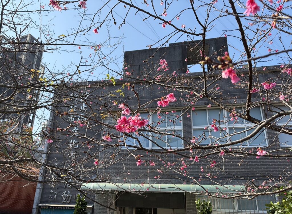 %E6%B1%90%E6%AD%A2%E5%BA%B7%E8%AA%A5%E5%9D%91%E6%BA%AA%E6%AB%BB%E8%8A%B1%E5%BB%8A%E9%81%93%EF%BC%8C%E5%85%B6%E6%B2%BF%E5%B2%B8%E7%A8%AE%E6%A4%8D%E7%9A%84%E5%B1%B1%E6%AB%BB%E8%8A%B1%E5%B7%B2%E6%82%84%E7%84%B6%E7%B6%BB%E6%94%BE%EF%BC%8C%E9%A0%90%E4%BC%B01%E6%9C%88%E4%B8%8B%E6%97%AC%E8%87%B32%E6%9C%88%E4%B8%8A%E6%97%AC%E7%9B%9B%E9%96%8B