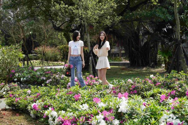 《圖說》金山中山溫泉公園的杜鵑---資料照片。〈農業局提供〉