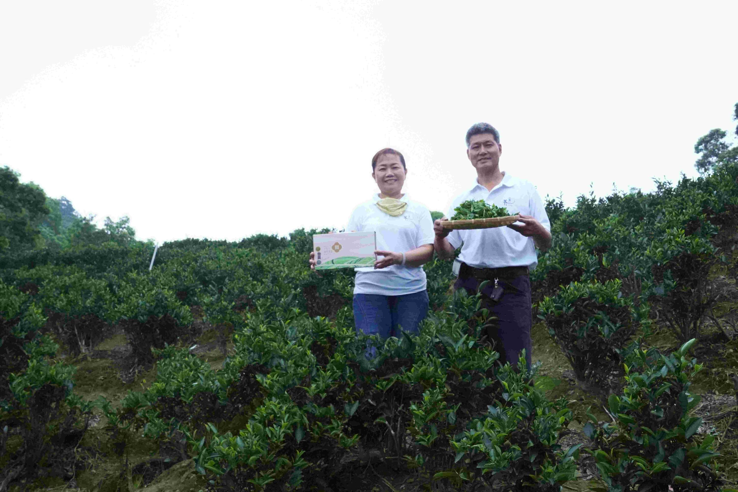 《圖說》三峽區「玉峯茗茶業」由茶農周育成(右)與妻子李秀峯(左)共同經營，獲得比利時「頂級美味大獎」最高榮譽三星獎，更獲頒鑽石獎章作為多年維持高品質的肯定--資料照片。〈農業局提供〉