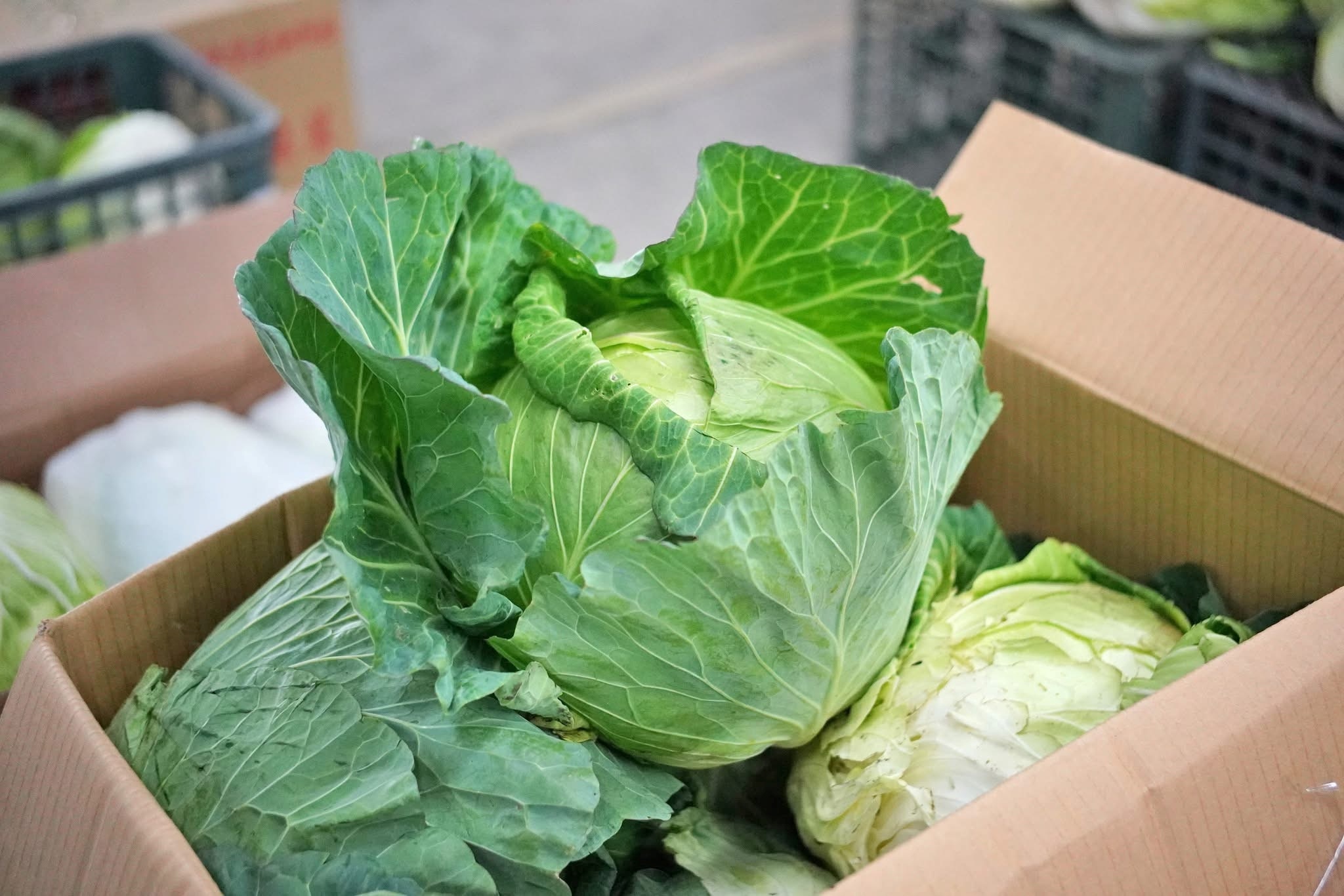 力挺優質國產蔬菜 新北籲購買當季高麗菜支持農友 5 《圖說》國產高麗菜進入盛產期,冬天的高麗菜脆又甜、價格實惠,正是享用美味的好時刻。〈農業局提供〉