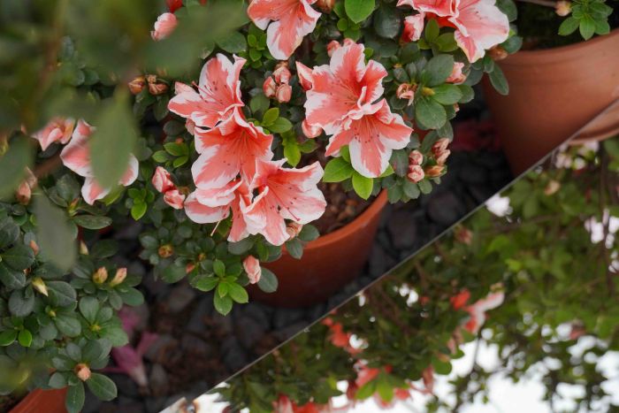 《圖說》「萬金杜鵑」展期今日起至3月8日，期間週末及例假日皆有街頭藝人表演、小農市集及手作體驗課程，歡迎「馬上出發」來北海岸賞花。〈農業局提供〉