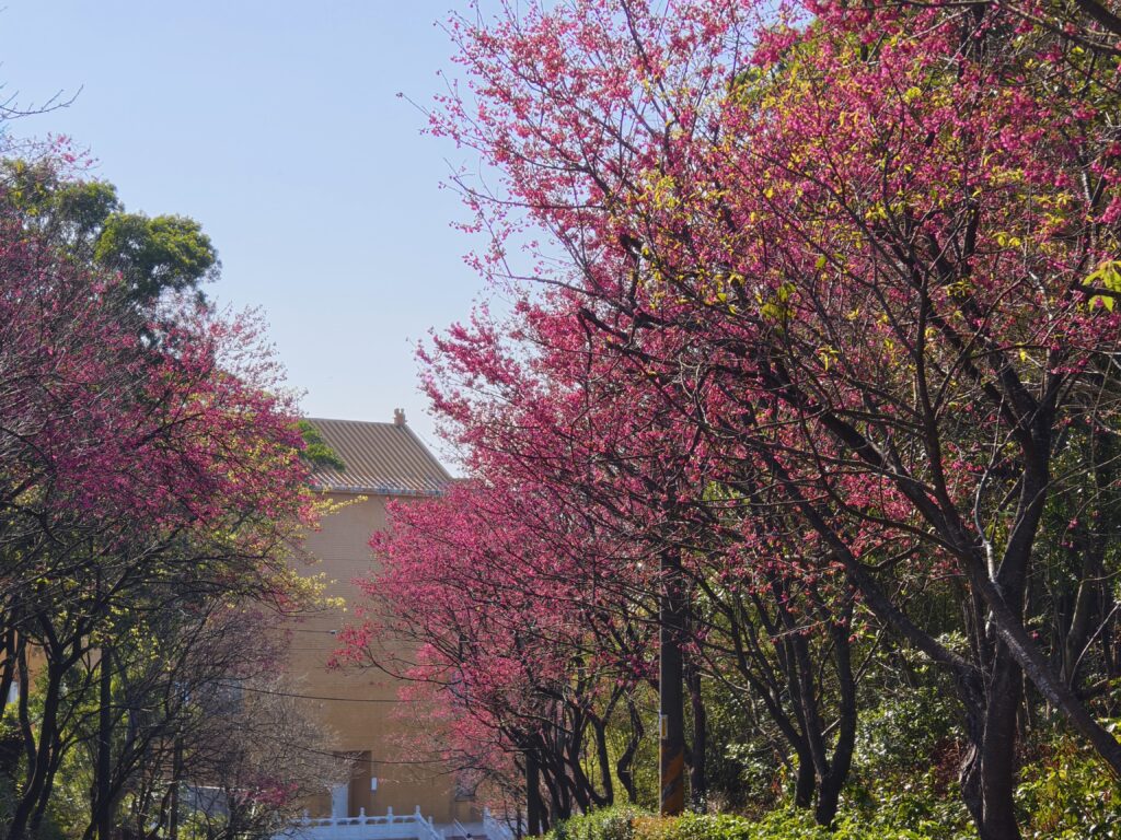 %E5%A4%A7%E6%B9%96%E8%B7%AF%E6%AB%BB%E8%8A%B1%E7%B6%BB%E6%94%BE%EF%BC%8C%E6%98%A5%E7%AF%80%E6%AD%A3%E7%BE%8E%EF%BC%8C%E6%AD%A1%E8%BF%8E%E5%A4%A7%E5%AE%B6%E4%BE%86%E4%B8%89%E8%8A%9D%E8%B3%9E%E6%AB%BB