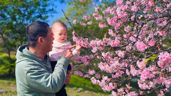《圖說》陽光運動公園含飴弄孫櫻花趣、天倫之樂樂融融。〈高灘處提供〉