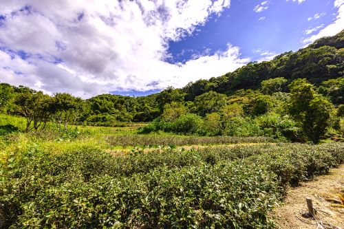 《圖說》微風與茶香相互交融，走入茶山聞香去。〈觀旅局提供〉
