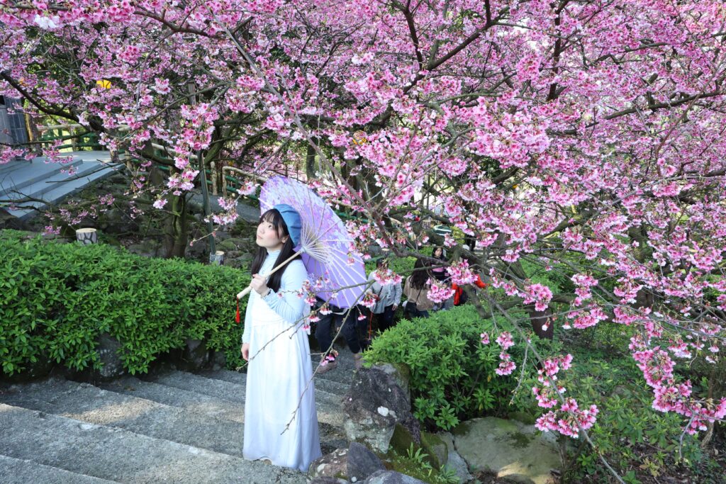 盛開的櫻花在階梯旁簇簇綻放，粉色花影隨風輕晃，為整條步道添上一抹柔美。