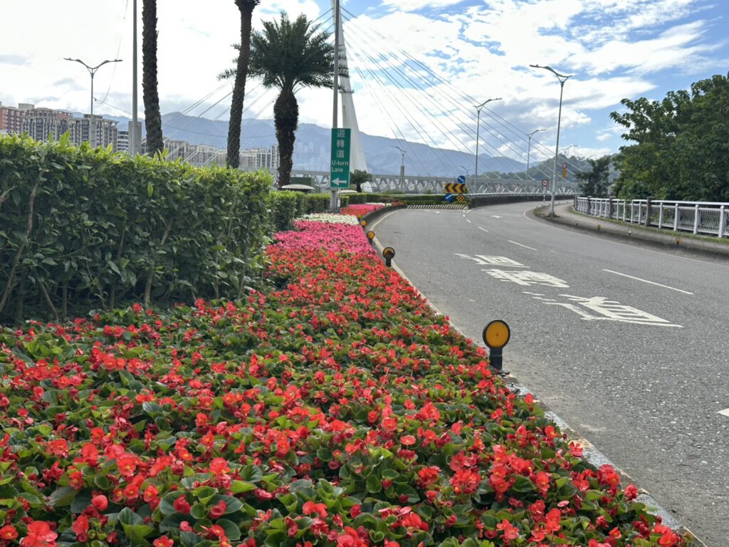 新北市景觀處在市區道路節點種植各色喜氣洋洋的四季秋海棠