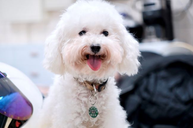 《圖說》115年狂犬病頸牌為綠色，每年皆須補強疫苗。〈動保處提供〉