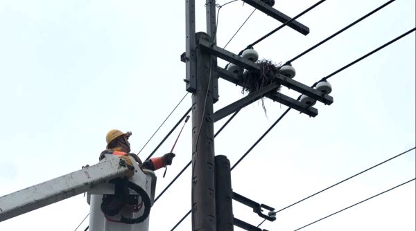 《圖說》台電基隆區處同仁清除電桿上鳥巢。〈基隆區處提供〉