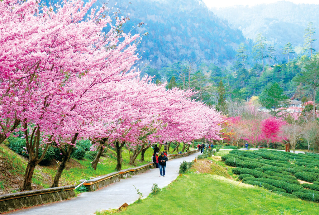 山城地區武陵農場櫻花季美景 0