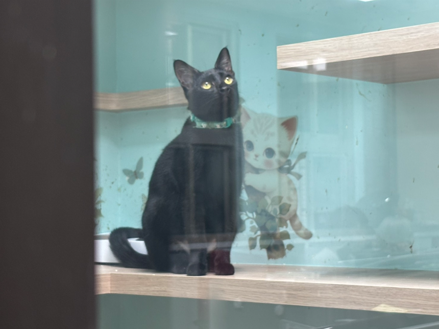 《圖說》「吉吉」因救援案入所，後續送至貓星人驛站醫治，日漸相處下漸漸親人，給摸給抱，歡迎活動當日至現場與「吉吉」互動。〈動保處提供〉