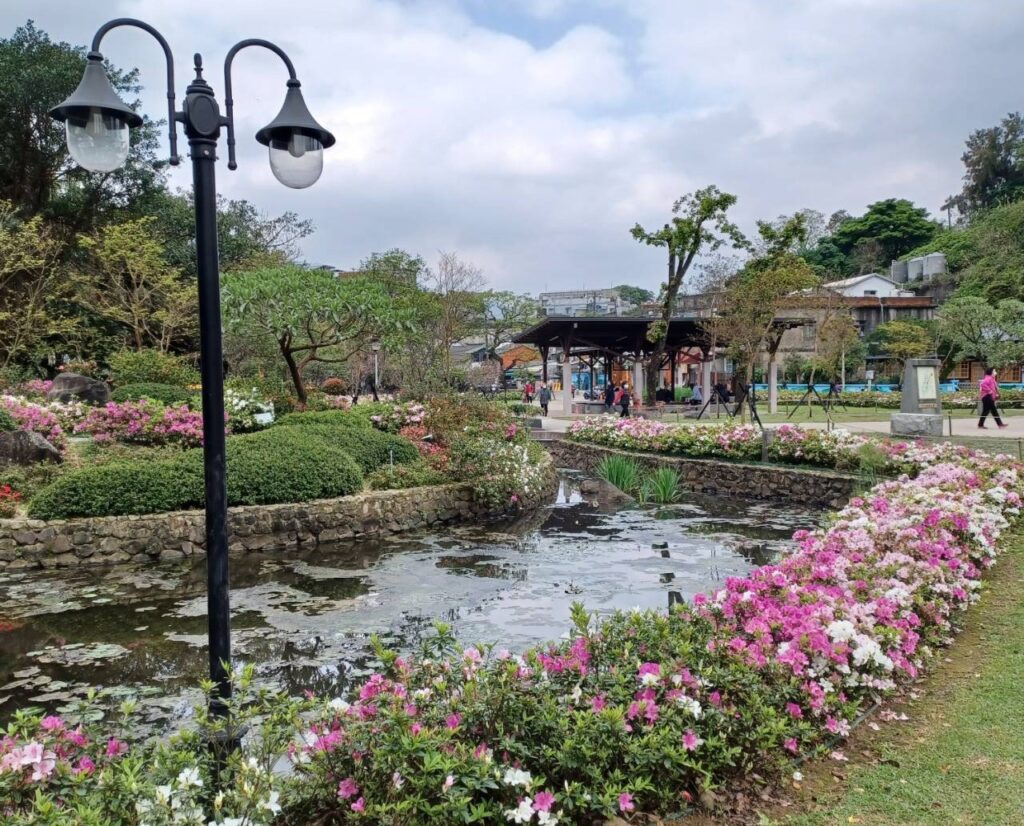 金山中山溫泉公園內杜鵑花盛開，為公園增添春季景緻