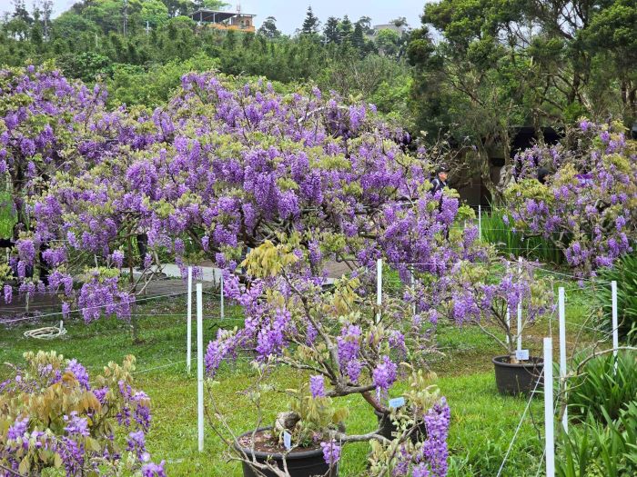 《圖說》盛開的紫藤花瀑。〈業者提供〉