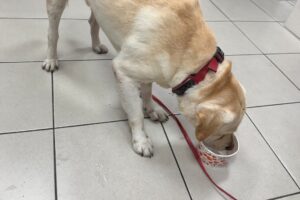 車陣中顫抖的身影 暖警即刻救援助30公斤拉布拉多平安返家 6 MEITU 20260327 090727102