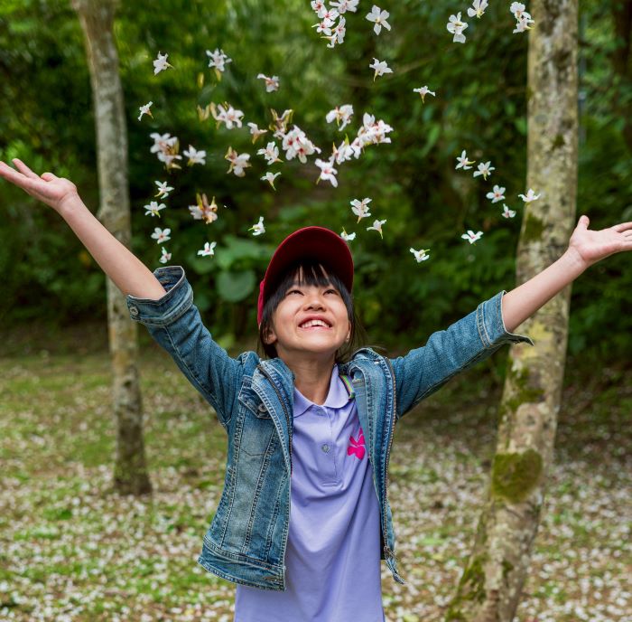 《圖說》每年春季油桐花盛開,雪白花瓣隨風飄落,鋪展成浪漫的「五月雪」。〈客家局提供〉