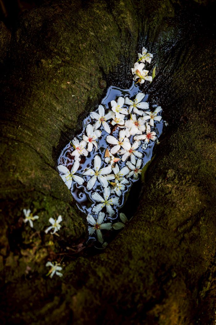 《圖說》新北哈客智庫團成員李懿宸,2025年在土城桐花步道拍攝桐花美景,作品《A Hakka Memory of Taiwan》,在 IPA及PX3等國際攝影比賽中獲得獎項肯定。〈客家局提供〉