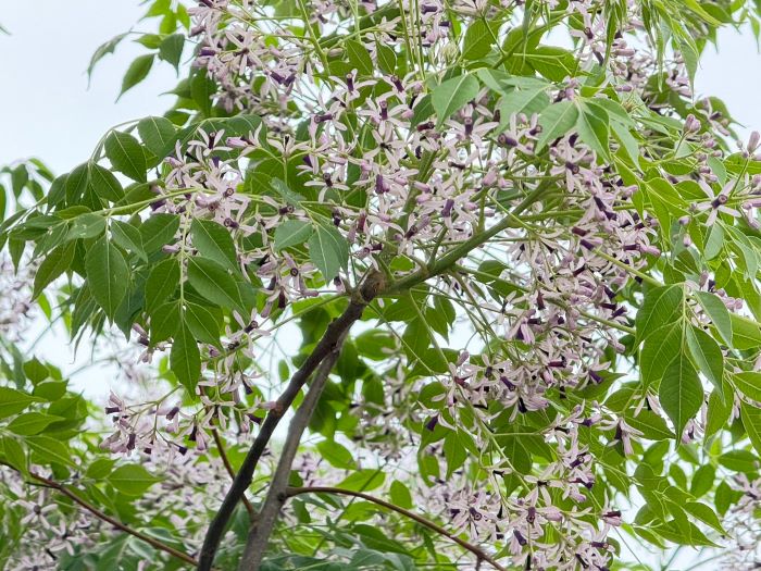 《圖說》淡紫花海悄然綻放,為河濱帶來清新氣息。〈高灘處提供〉