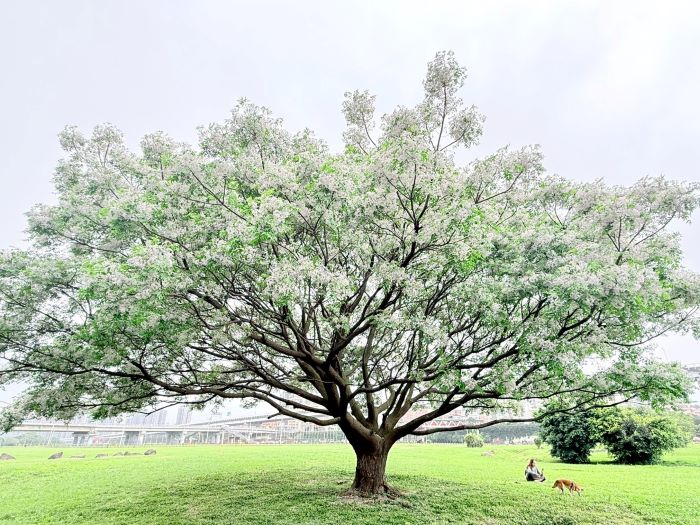《圖說》Threads瘋傳！新北河濱紫色花雨限時綻放。〈高灘處提供〉