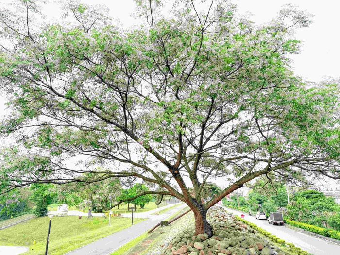 《圖說》一串串花序垂掛枝頭，與青綠交織出優雅風景。〈高灘處提供〉