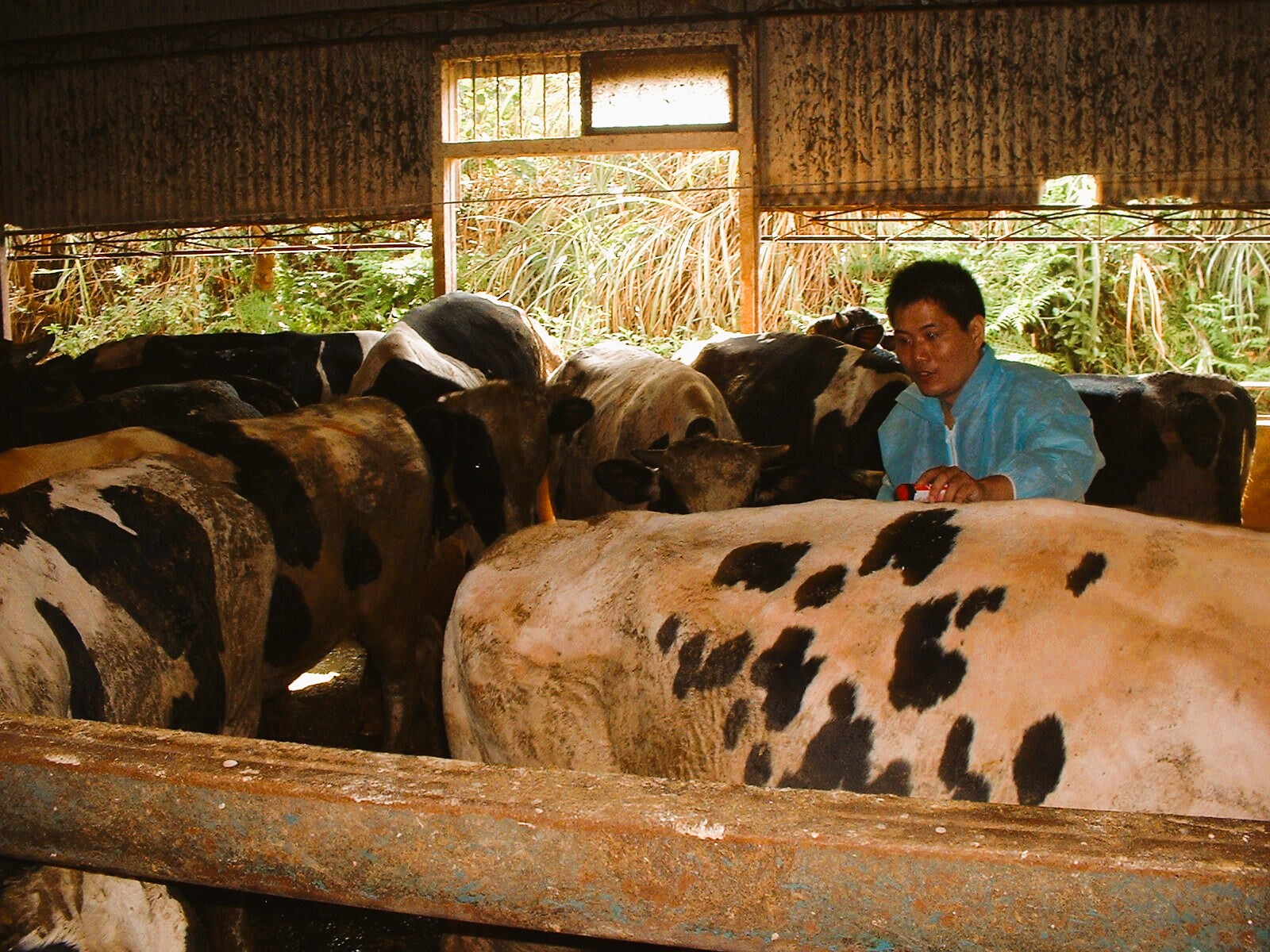 《圖說》佳林醫院平時深入農舍防疫整備，強化災時動物救援。〈林口區公所提供〉