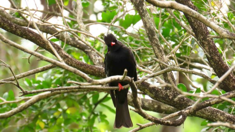 清明掃墓防林火 新北加強守護山林 倡植樹取代燒紙 5 《圖說》森林提供野生動物重要的休憩據點。〈農業局提供〉