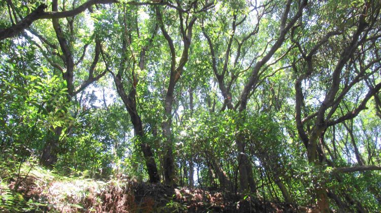 清明掃墓防林火 新北加強守護山林 倡植樹取代燒紙 6 《圖說》歷年森林火災發生原因高達九成以上屬於人為直接或間接所致。〈農業局提供〉