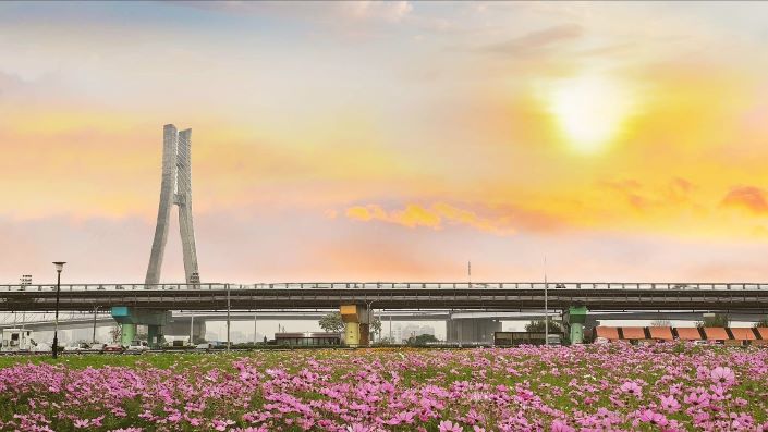 《圖說》新北大都會公園幸福水漾園區夕照餘暉下，橋畔粉色花海盛開。〈高灘處提供〉