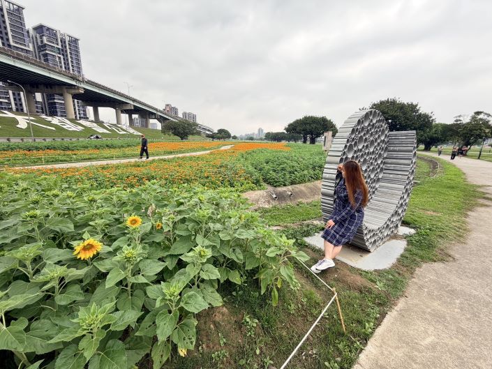 《圖說》可愛的向日葵也已經蓄勢待發。〈高灘處提供〉
