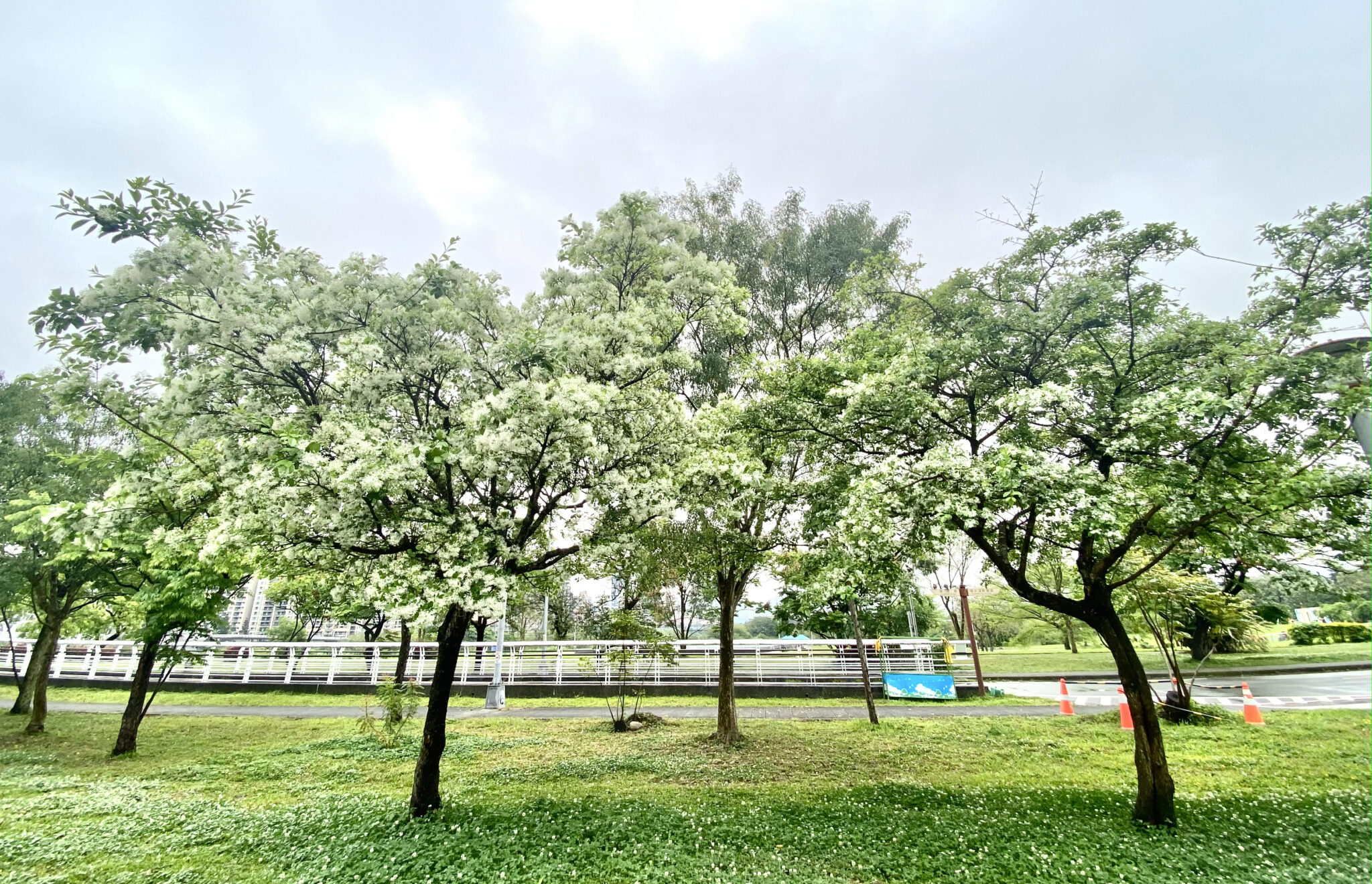 「四月雪」浪漫來襲！　中和四號公園、新店陽光運動公園流蘇綻放