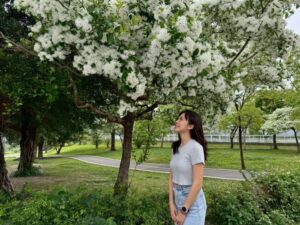 《圖說》陽光園區「流蘇王」霸氣盛開。〈高灘處提供〉