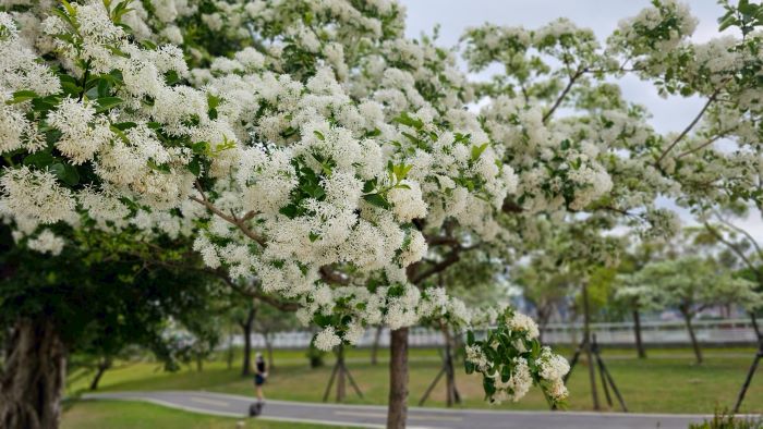 春日白色奇景 新店陽光運動園區流蘇花盛開猶如「四月雪」 9 《圖說》車道旁已換上「四月雪」春裝。〈高灘處提供〉