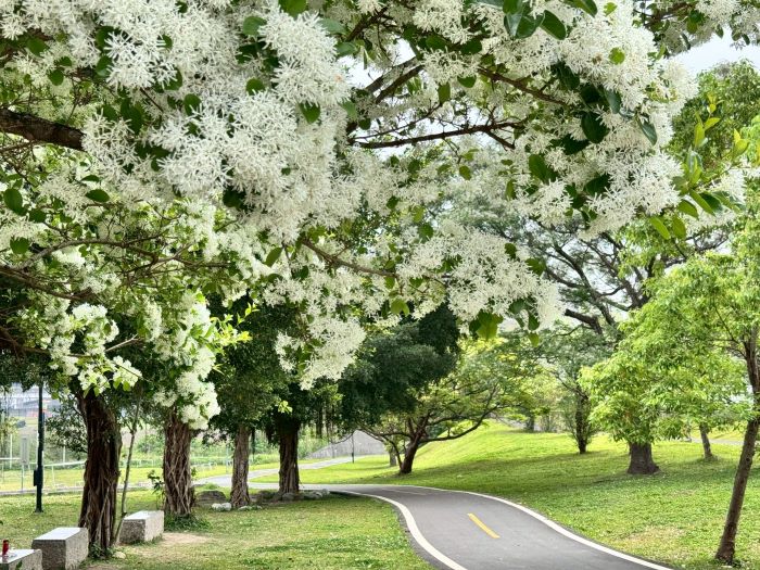 《圖說》漫步被流蘇包圍的秘境小徑。〈高灘處提供〉