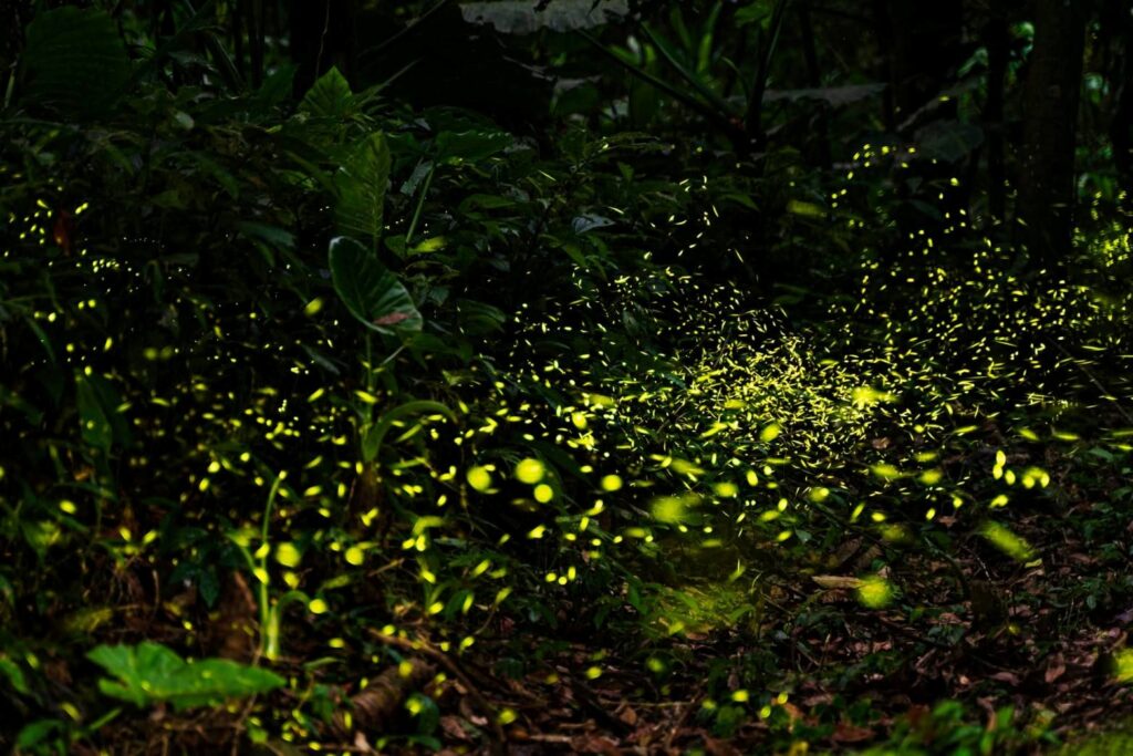 坪林親水吊橋周邊賞螢步道