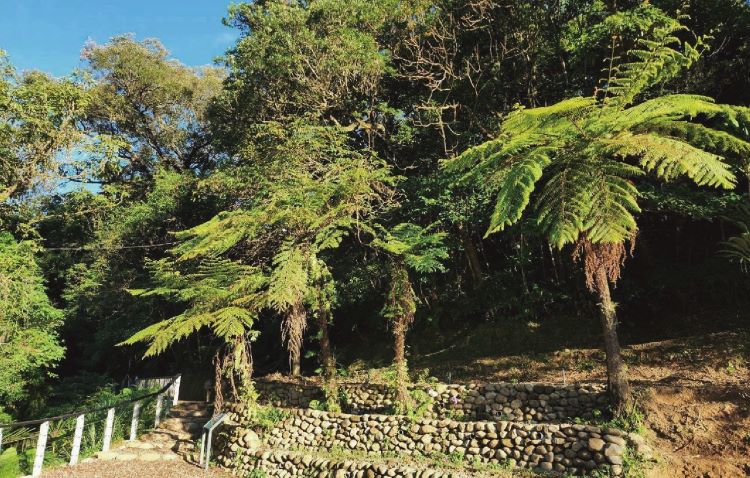 《圖說》入口廣場-砌石優化沖蝕邊坡、保全珍貴筆筒樹。〈觀旅局提供〉