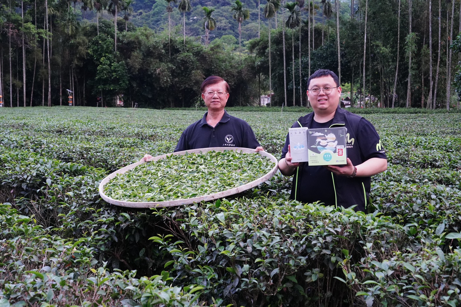 全國首場春茶評鑑三峽登場 天芳茶行黃正忠奪碧螺春特等獎
