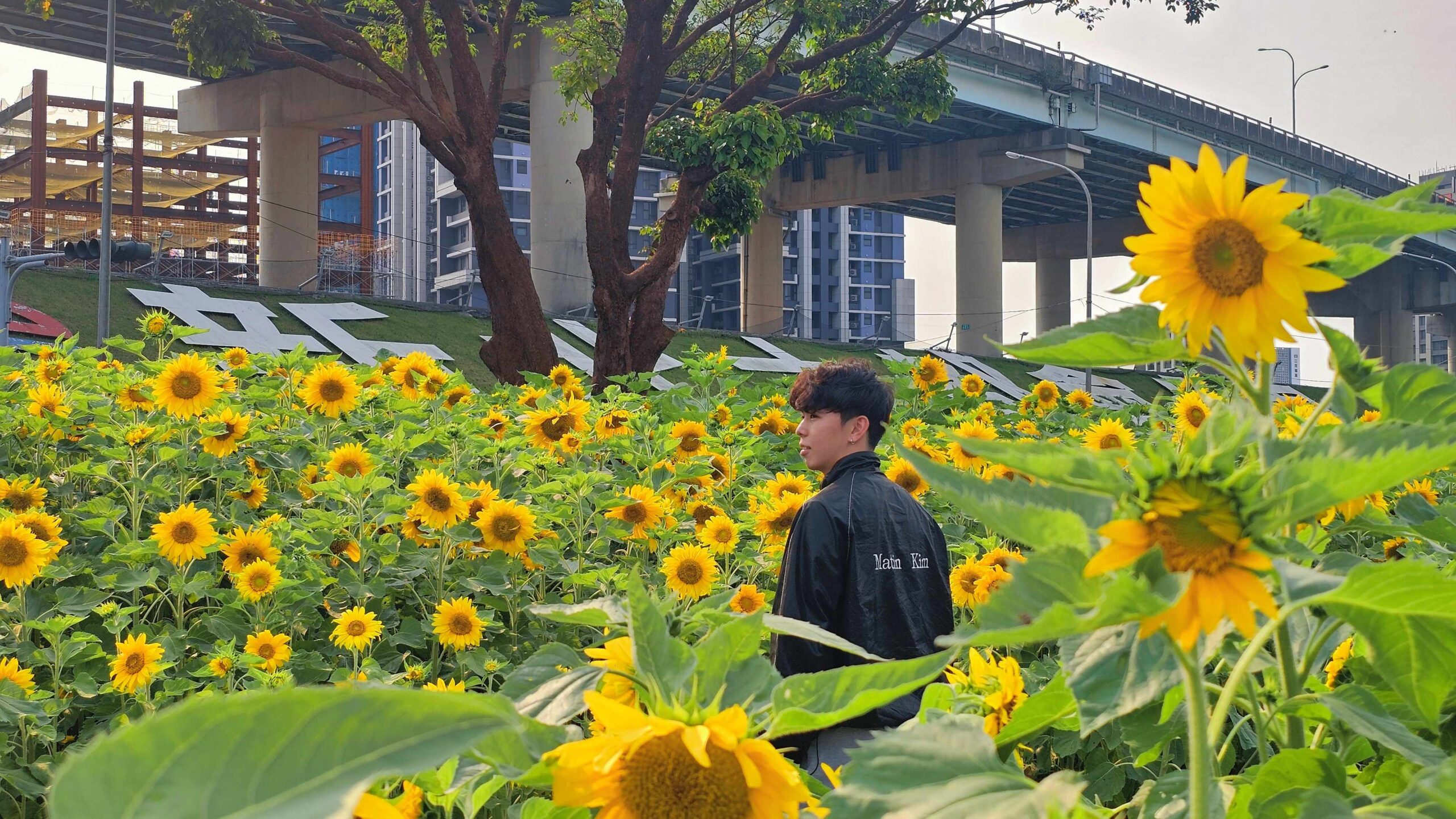 《圖說》新北大都會花海向日葵花裡的帥氣身影。〈高灘處提供〉