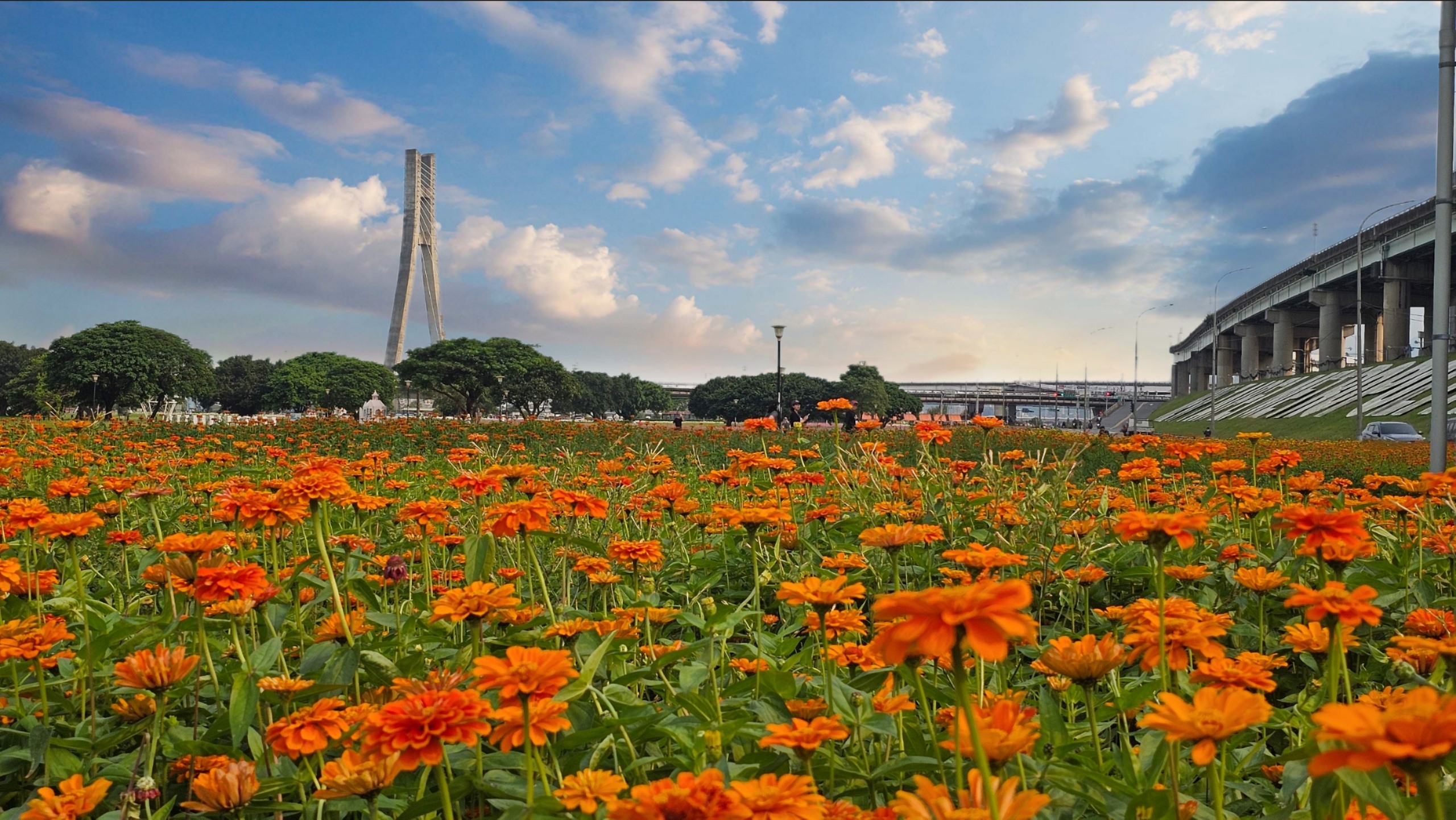 《圖說》新北大都會橙黃花海與城市天際線。〈高灘處提供〉